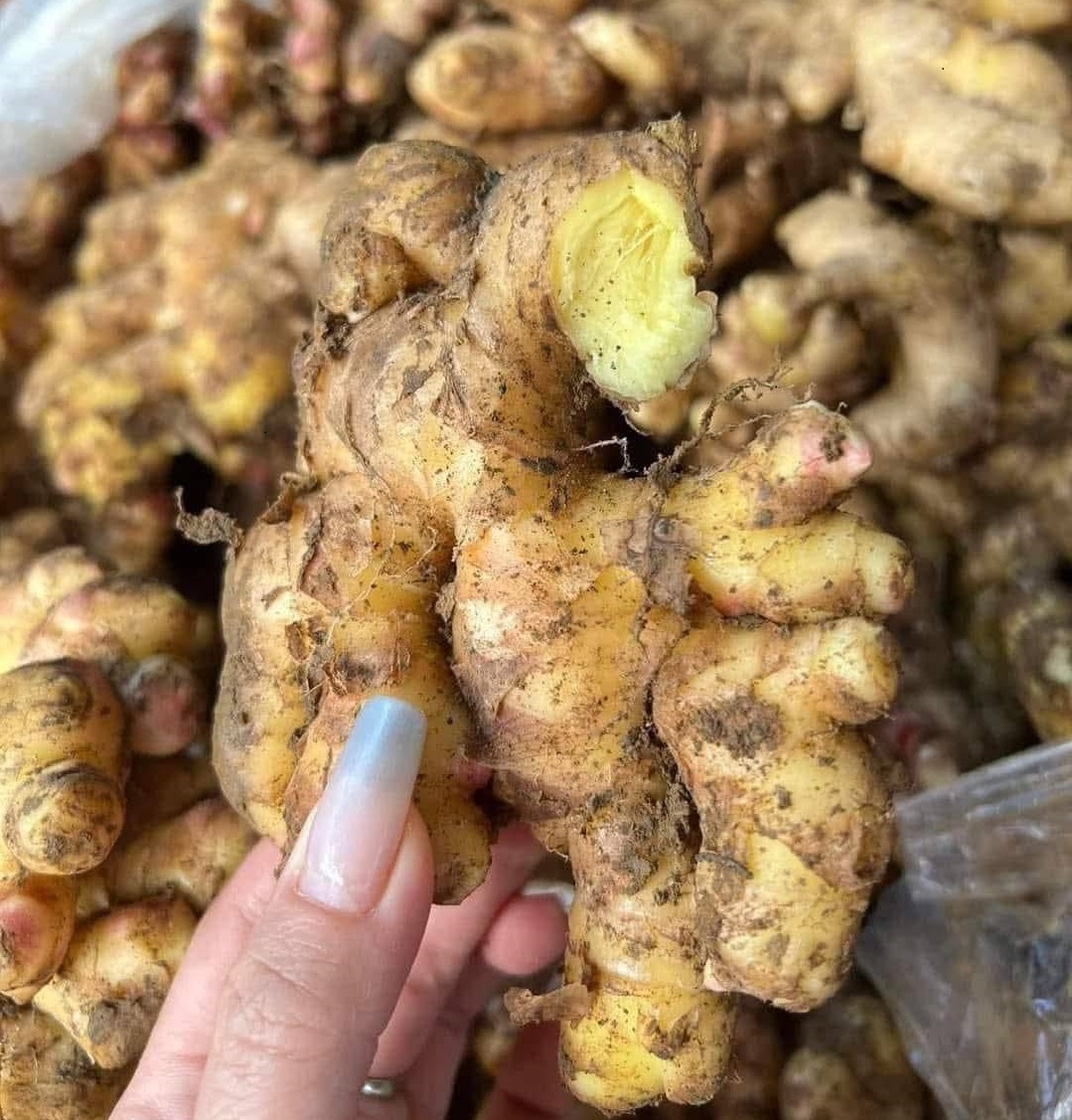 gừng có trị rụng tóc không
